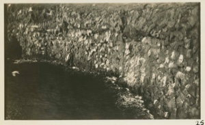 Image of Nesting cliffs of Kittiwake gull, near Snaefellsjokull